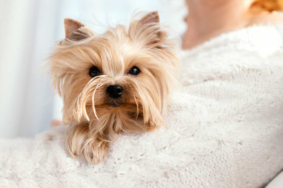 Yorkshire Terrier